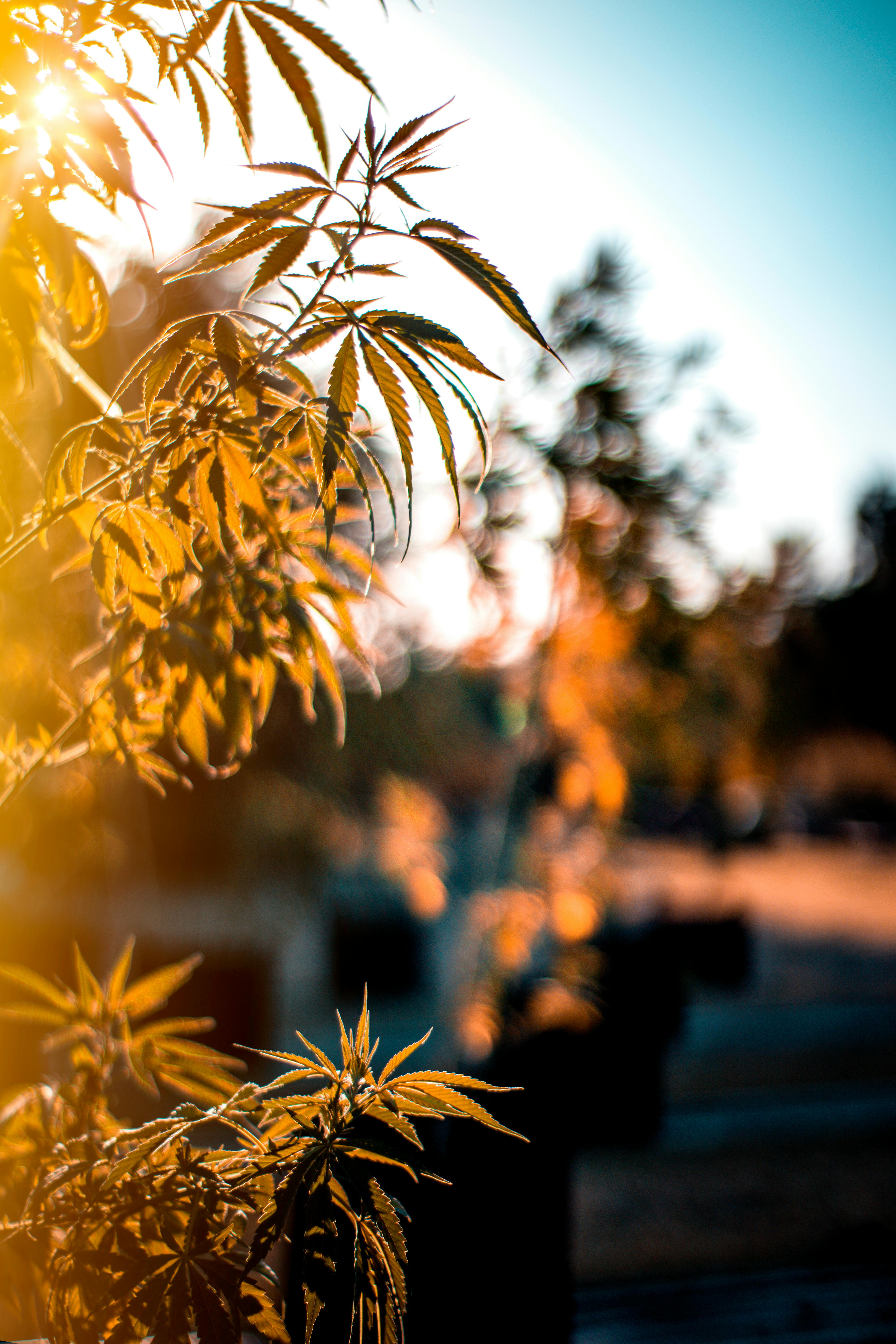 Sunlight streaming through cannabis leaves at golden hour
